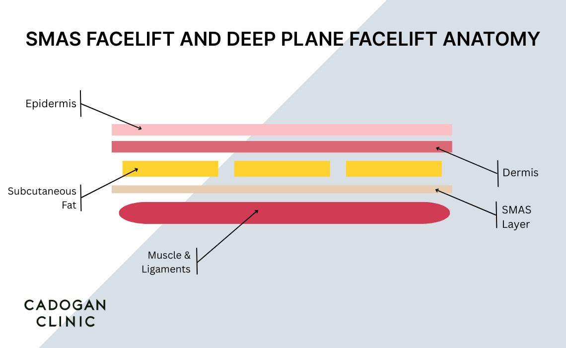 Diagram showing the placement of the SMAS and underlying muscle within the skin and subcutaneous fat